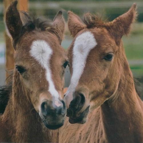 Салфетки NOUVEAU 33 см х 33 см - Horses